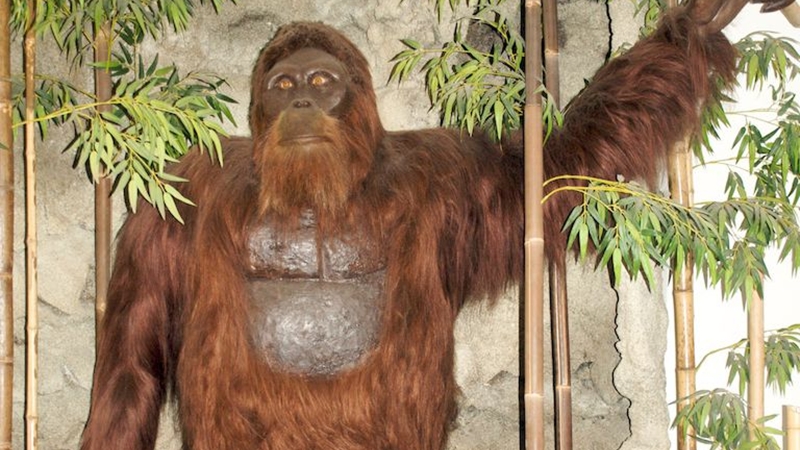 Inilah Monyet Terbesar Di Dunia Gigantopithecus