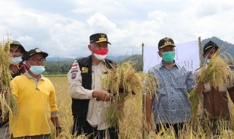 Dukung Pertanian Padi Sawah Organik Gubernur Mahyeldi Janjikan Bantu