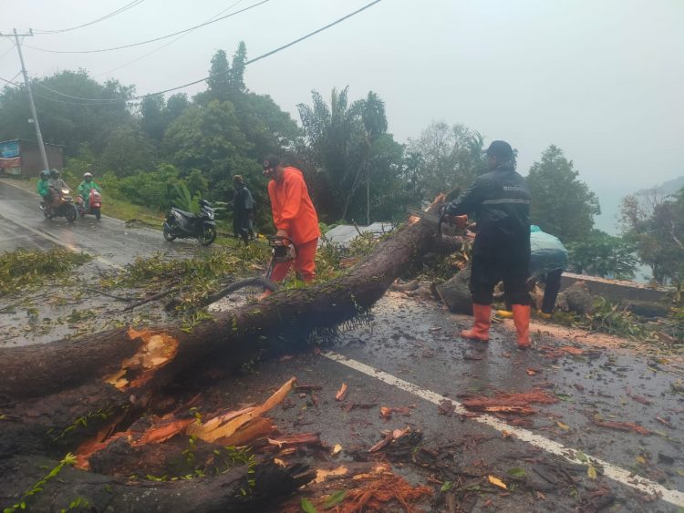 Hujan Dan Angin Kencang Sebabkan Pohon Tumbang Di Padang