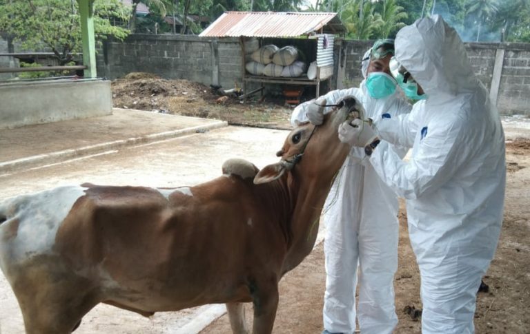 Idul Adha Di Depan Mata Sumbar Canangkan Gerakan Vaksinasi Pmk