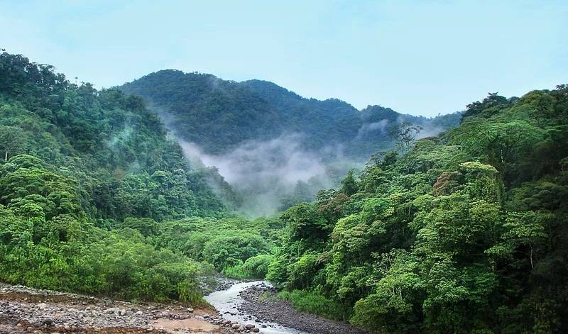 Berita Pesisir Selatan Terbaru: Hutan, Perlindungan Kawasan Suaka Marga Satwa