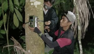 BKSDA Pasang Kamera Trap Usai Belasan Kambing Mati Misterius di Solok