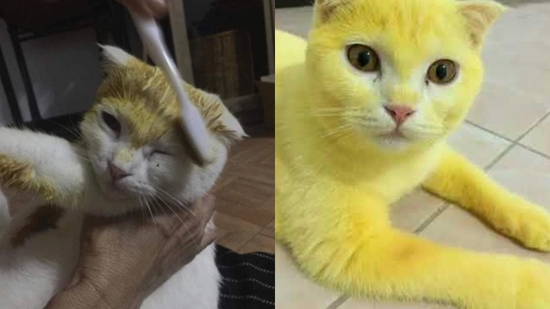 Cara Mewarnai Kucing  Dengan Kunyit  Kucing  Lucu