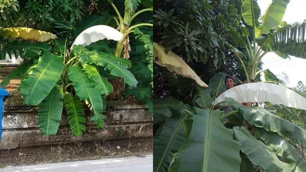 Berita Daun Pisang Hari Ini Kabar Terbaru Terkini Liputan6 Com