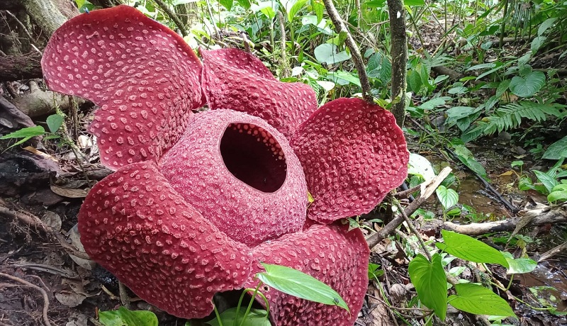 Bunga Rafflesia Arnoldii Tumbuh Mekar di Tanjung Raya Agam