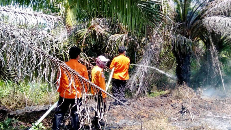 Berita Padang Pariaman hari ini dan berita Sumbar hari ini: Sekitar 1,5 hektare lahan perkebunan sawit di Padang Pariaman terbakar.
