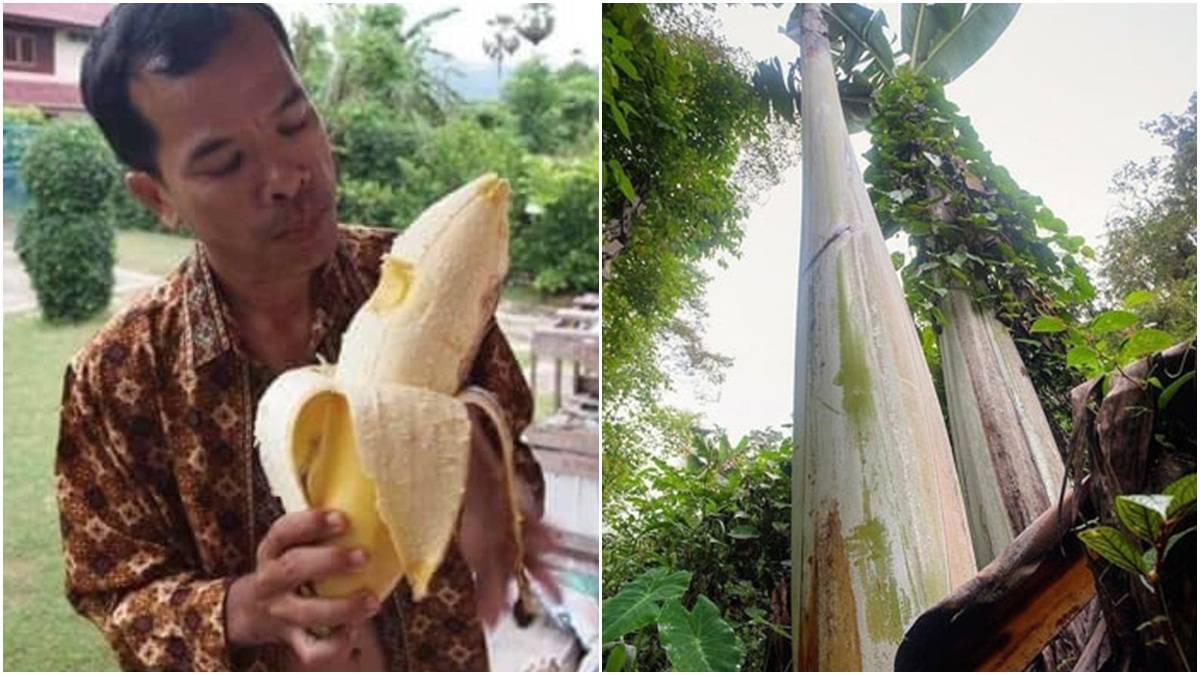 Viral Inilah Pohon Pisang Raksasa Tingginya Mencapai 25 Meter