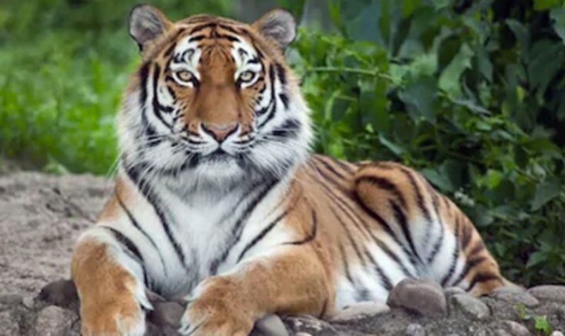 Harimau Sumatra yang Mati karena Sakit Dikuburkan Pakai Upacara Adat, BKSDA Sumbar Ingatkan Penyakit Menular