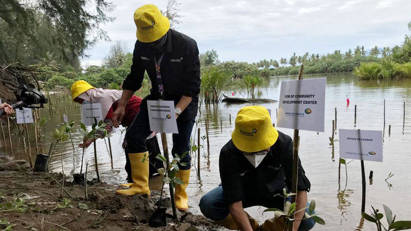 Padang, Padangkita.com - Sebanyak 3.000 bibit mangrove rhizophora apiculata ditanam di tepian danau payau Pantai Pasir Jambak.