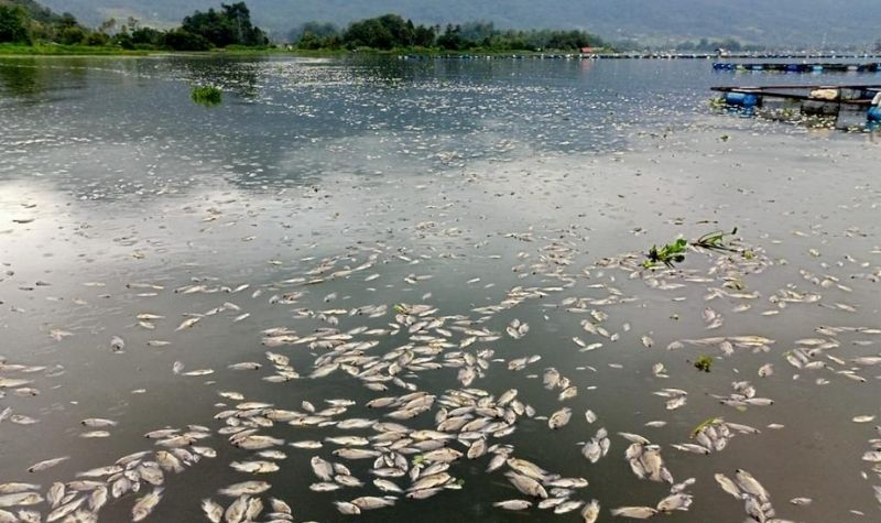 300 Ton Ikan Mati Mendadak di Danau Maninjau