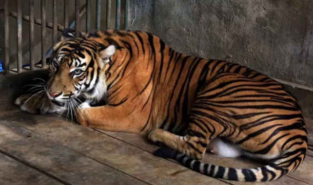 Seekor Anjing Milik Warga di Solok Mati Diduga Diterkam Harimau Sumatra