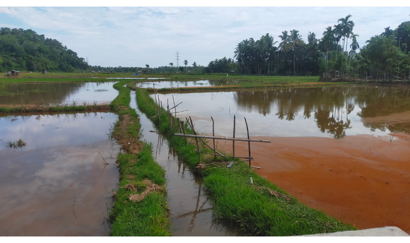 Nyaris Sebulan Terhenti, Petani Kampung Kapuh Akhirnya ke Sawah Lagi