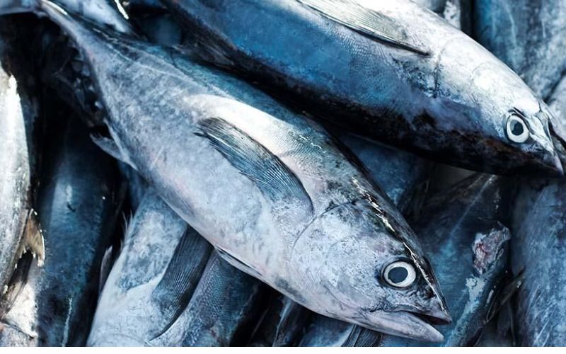 Alami Penurunan, Segini Nilai Ekspor Ikan Tuna Beku Asal Sumbar ke Amerika Serikat
