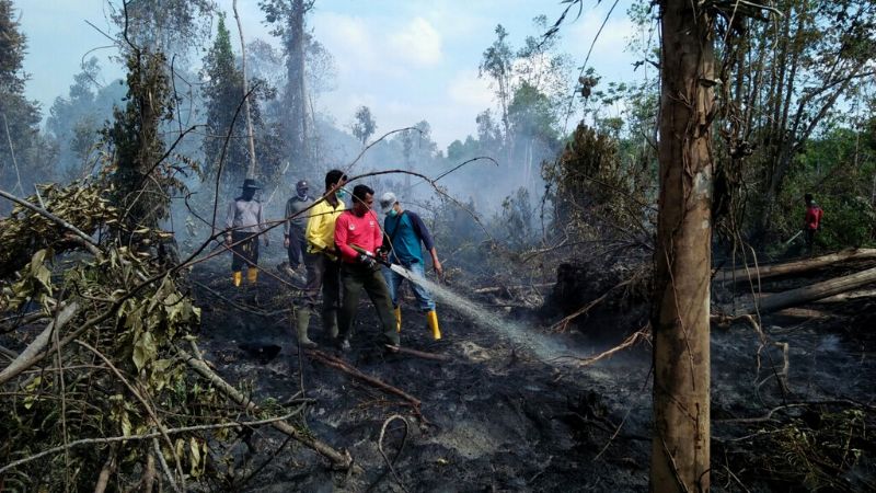 Daftar 3 Daerah Teratas Penyebab Karhutla di Sumbar Terluas di Sumatra, Kadishut: Kita Kecolongan