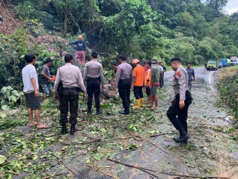 Pohon Tumbang dan Longsor Ganggu Lalu Lintas di Jalur Lintas Sumatra Sialang 