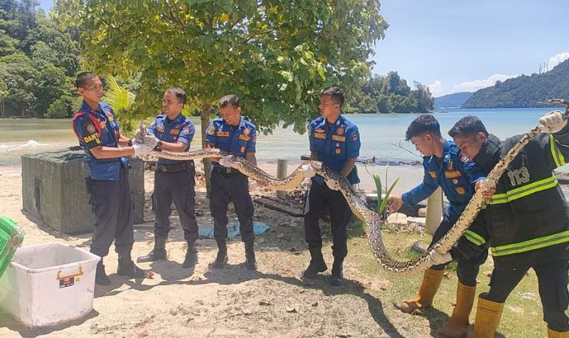 Ular Piton 6 Meter yang Dievakuasi Damkar akan Diserahkan ke Pencinta Reptil