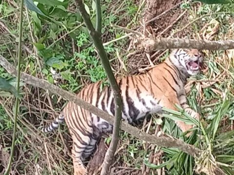 Viral Video Harimau Sumatra Terjerat Perangkap Babi Hutan, Ini Tindakan BKSDA Sumbar 