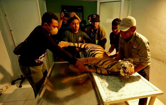 Ini Hasil Nekropsi Harimau Sumatra yang Mati Terjerat Perangkap Babi di Pasaman 