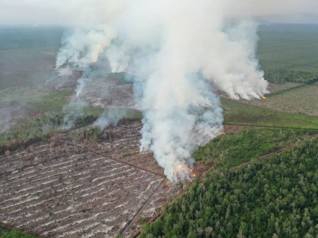 Pemerintah Klaim Kebakaran Hutan di Pesisir Selatan Semakin Terkendali 