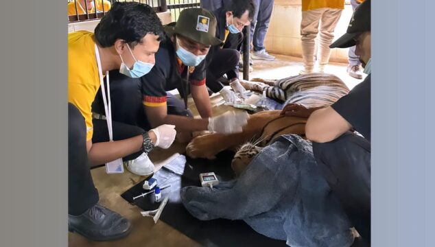 Puluhan Dokter Hewan Ikuti Pelatihan Peningkatan Kapasitas Penanganan Medis Pada Kejadian Konflik Manusia – Harimau.