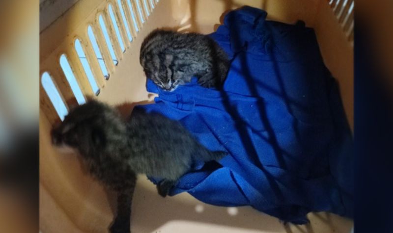 3 Anak Kucing Hutan Langka Ditemukan di Pekarangan Rumah Warga