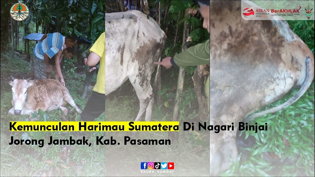 Dua Ternak Milik Warga di Pasaman Diserang Harimau Sumatra 