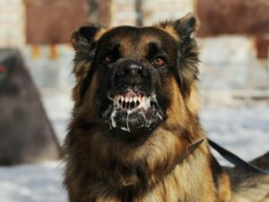 Wali Kota Padang Keluarkan Surat Edaran Terkait Ancaman Anjing Gila