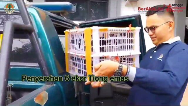 BKSDA Sumbar Amankan 6 Ekor Beo Dilindungi dari Sebuah Petshop di Padang