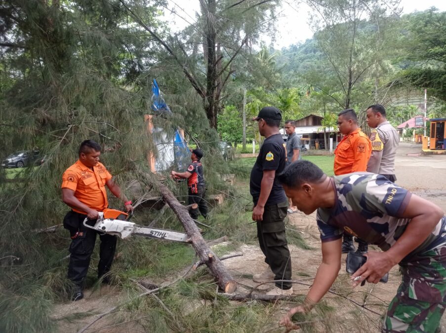 BPBD Padang Evakuasi Pohon Tumbang di Pintu Masuk Wisata Pantai Air Manis