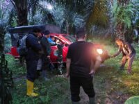 Harimau Sumatra Kembali Teror Warga Tigo Nagari, Ternak Jadi Korban