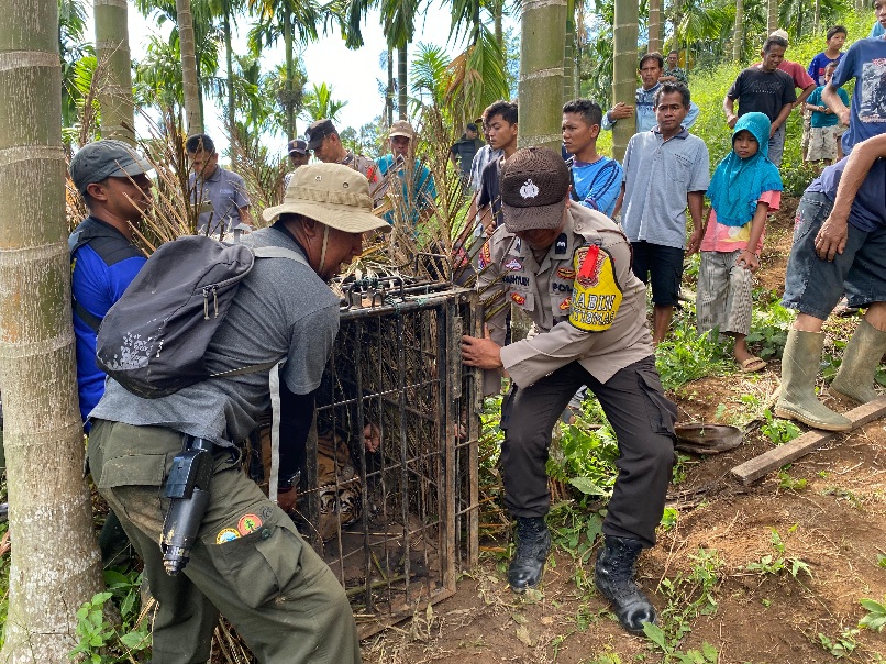 Harimau Sumatra di Tigo Nagari Berhasil Dievakuasi Setelah 8 Bulan Berkeliaran