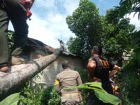 Pohon Tumbang Timpa Rumah Warga di Padang Timur, Akses Jalan Sempat Tertutup