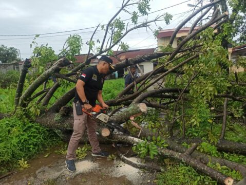 Cuaca Ekstrem di Padang, Satlinmas Pol PP Turut Evakuasi Pohon Tumbang