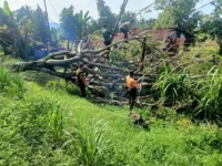 Pohon Tumbang Timpa Rumah Warga di Kampung Jambak Padang