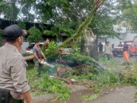 Pohon Tumbang Timpa Dua Mobil di Jalan Purus III, Padang